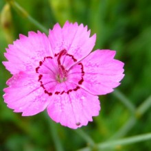 Dianthus zonatus