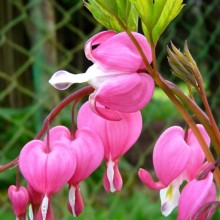 Dicentra spectabilis