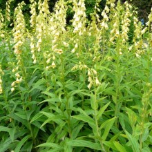 Digitalis grandiflora