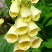 Digitalis grandiflora