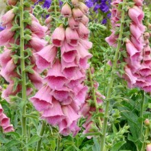 Digitalis mertonensis