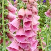 Digitalis mertonensis