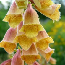 Digitalis obscura