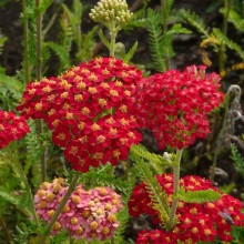 Achillea millefolium 'Paprika'