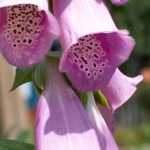 Digitalis purpurea | květ