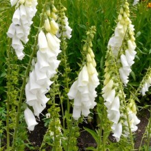 Digitalis purpurea 'Alba'