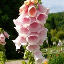 Digitalis purpurea 'Apricot'