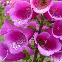 Digitalis purpurea 'Dwarf Red'