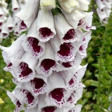 Digitalis purpurea 'Pam's Choice'