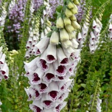 Digitalis purpurea 'Pam's Choice'