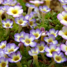 Dionysia hybr. 'Eric Watson'