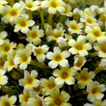 Dionysia hybr. 'Monika'