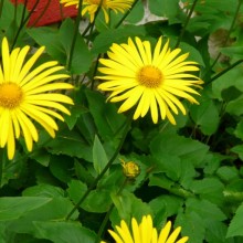 Doronicum orientale