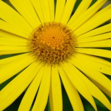 Doronicum orientale