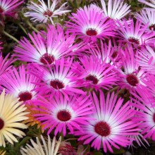 Dorotheanthus bellidiformis