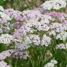 Achillea pannonica