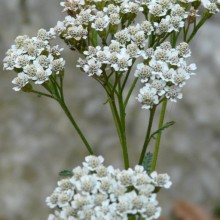 Achillea pannonica