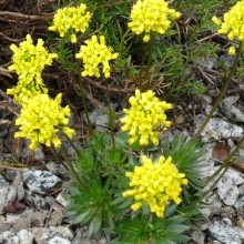 Draba aizoides