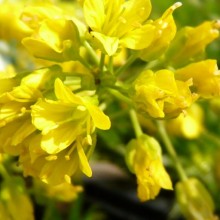 Draba aizoides