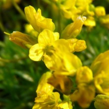 Draba aizoides