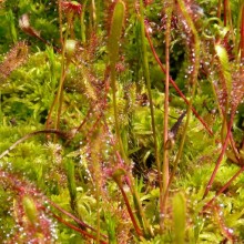 Drosera anglica