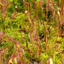 Drosera anglica