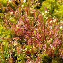 Drosera intermedia