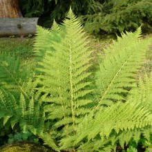 Dryopteris filix-mas