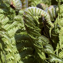 Dryopteris filix-mas