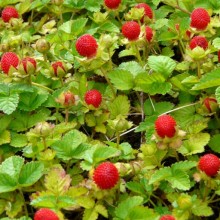 Duchesnea indica