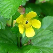 Duchesnea indica