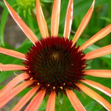 Echinacea hybr. 'Art's Pride'