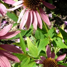 Echinacea purpurea