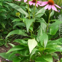 Echinacea purpurea