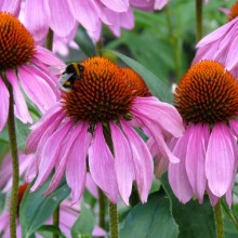 Echinacea purpurea