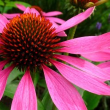 Echinacea purpurea