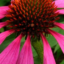 Echinacea purpurea