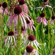Echinacea purpurea