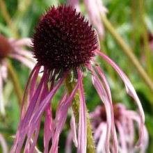 Echinacea purpurea