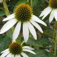 Echinacea purpurea 'White'