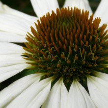 Echinacea purpurea 'White'