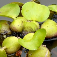 Eichhornia crassipes