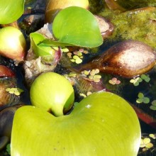 Eichhornia crassipes