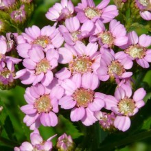 Achillea sibirica 'Love Parade'