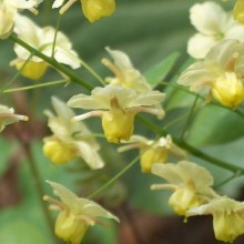 Epimedium