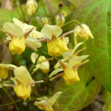 Epimedium