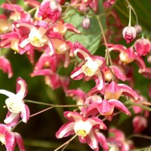 Epimedium