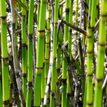 Equisetum hyemale