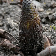 Equisetum telmateia | rašící jarní lodyha se zárodkem strobilusu