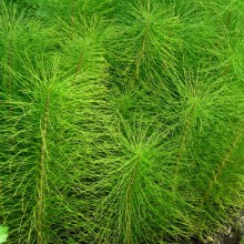 Equisetum telmateia | letní lodyha